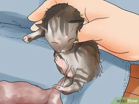 Image titled Help a Cat Give Birth Step 13