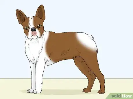 Image titled Identify a Boston Terrier Step 6