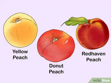 Image titled Start a Peach Tree from a Pit Step 1