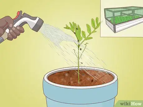 Image titled Grow Lentils Step 11