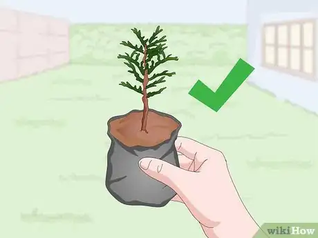 Image titled Plant Arborvitae Trees Step 5