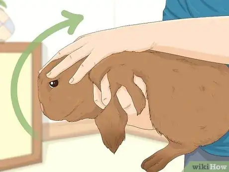 Image titled Determine the Sex of a Rabbit Step 4