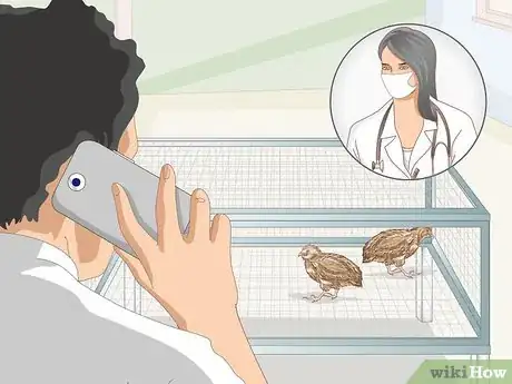 Image titled Know if Your Quail Is Sick Step 15
