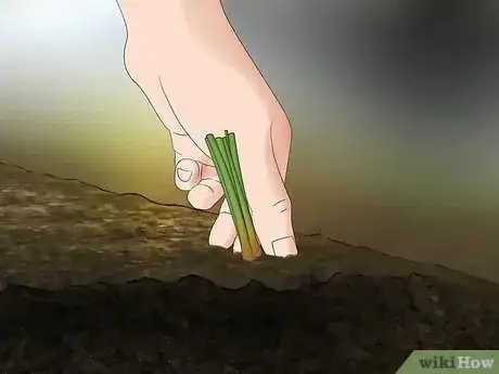 Image titled Plant Onions Step 11