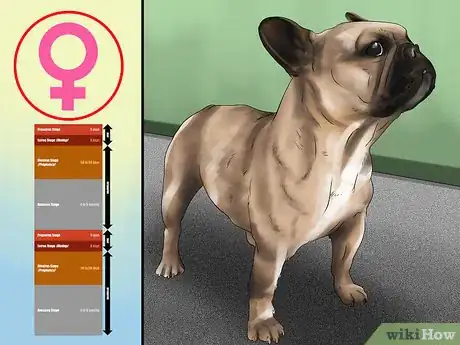 Image titled Breed French Bulldogs Step 2