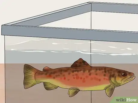 Image titled Keep Bass and Other American Gamefish in Your Home Aquarium Step 16
