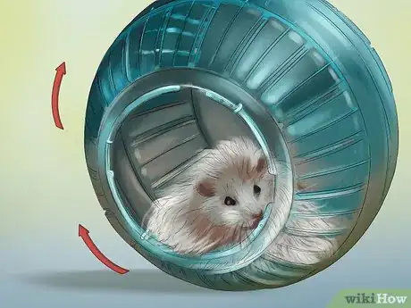 Image titled Determine the Sex of a Dwarf Hamster Step 8