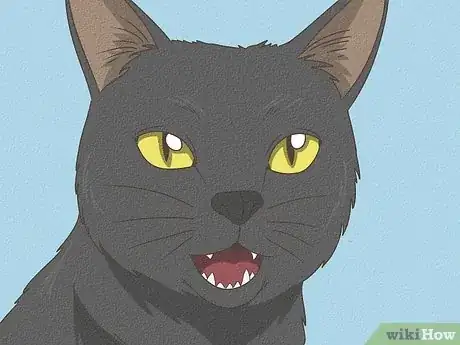 Image titled Identify a Bombay Cat Step 6