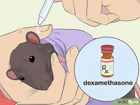 Image titled Treat Ear Infections in Rats Step 9