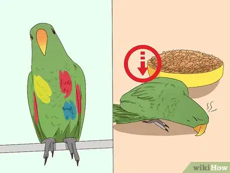 Image titled Spot Signs of Nutritional Disorders in Eclectus Parrots Step 9