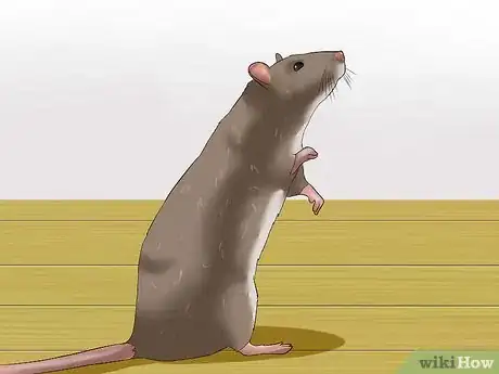 Image titled Syringe Feed a Sick Rat Step 9