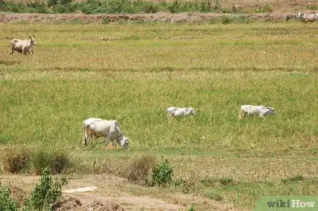 Image titled Calm Cows Step 1