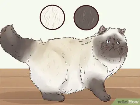 Image titled Identify a Himalayan Cat Step 5