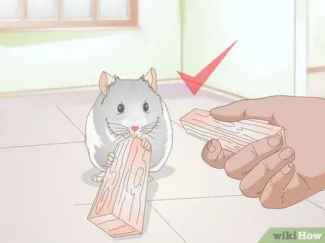 Image titled Diagnose Hamster Dental Problems Step 13