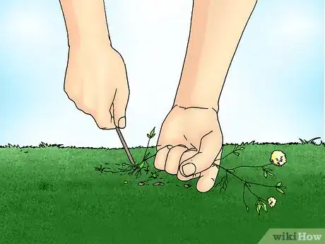 Image titled Remove White Clover from a Lawn Step 3