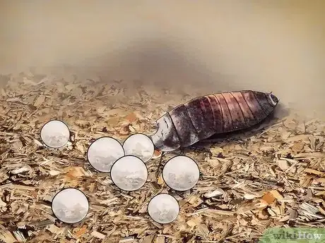 Image titled Breed Hissing Cockroaches Step 11