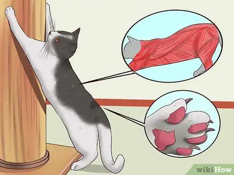 Image titled Stop a Cat from Clawing Furniture Step 1