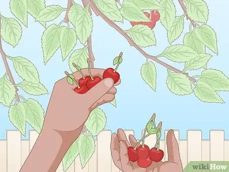 Image titled Pick Cherries Step 9