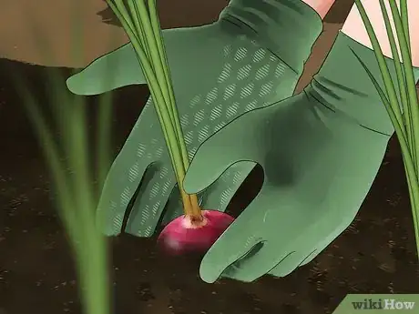 Image titled Plant Onions Step 16