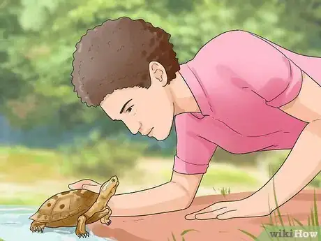 Image titled Find a Turtle Step 5
