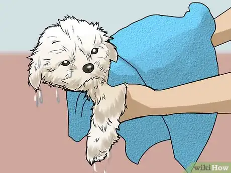 Image titled Bathe a Shih Tzu Step 8