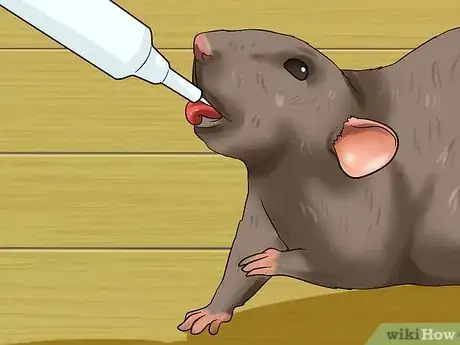 Image titled Syringe Feed a Sick Rat Step 3