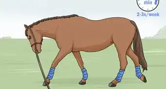 Lunge a Horse