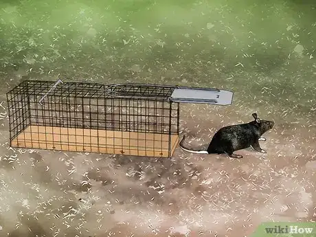 Image titled Trap Rats Step 17