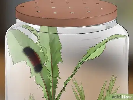 Image titled Care for Woolly Bear Caterpillars Step 7