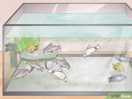Image titled Know How Many Fish You Can Place in a Fish Tank Step 2