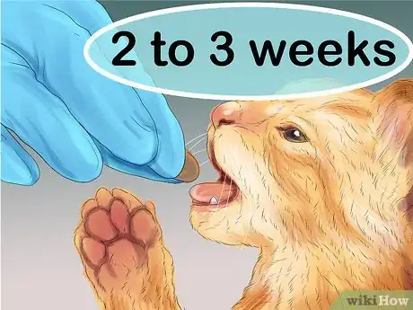 Image titled Give Gabapentin to Cats with Cancer Step 13