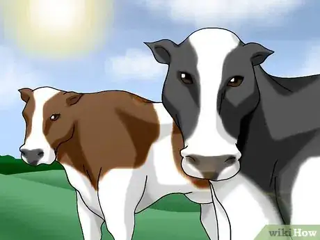 Image titled Choose a Good Dairy Cow Breed Step 5