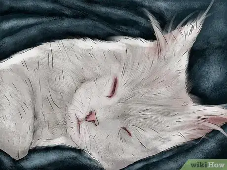 Image titled Help a Cat Recover from Anesthesia Step 4