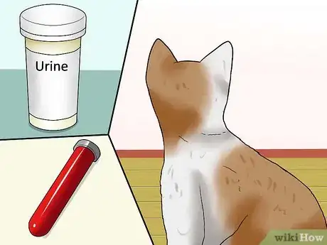 Image titled Prevent Urinary Tract Infections in Cats Step 8