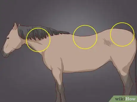 Image titled Diagnose Cushing's Disease in Horses Step 5