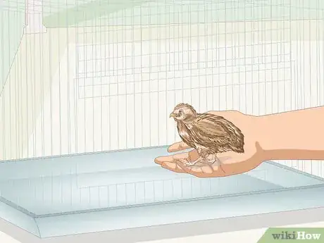Image titled Know if Your Quail Is Sick Step 19