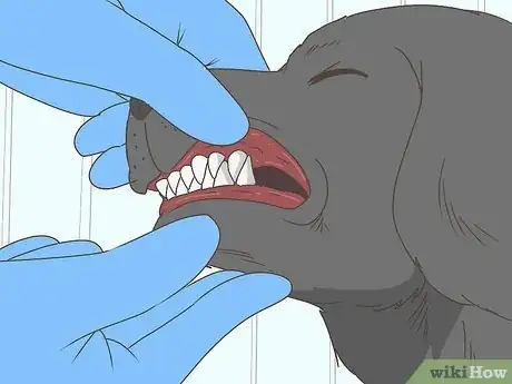 Image titled Why Are Puppy Teeth So Sharp Step 11