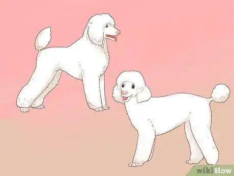 Image titled Full Scissor a Poodle by Hand Step 8