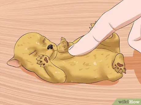 Image titled Determine the Sex of Puppies Step 8