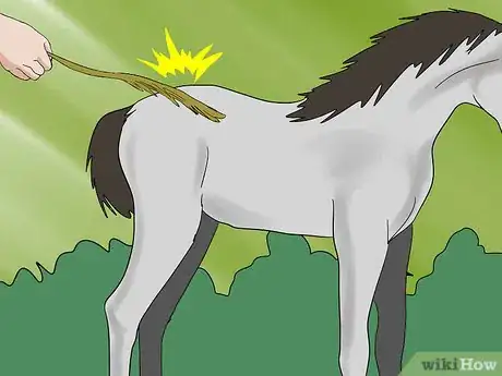 Image titled Teach a Foal to Lead Step 7