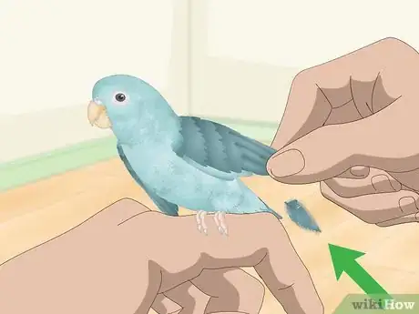 Image titled Spot Signs of Illness in Parrotlets Step 1