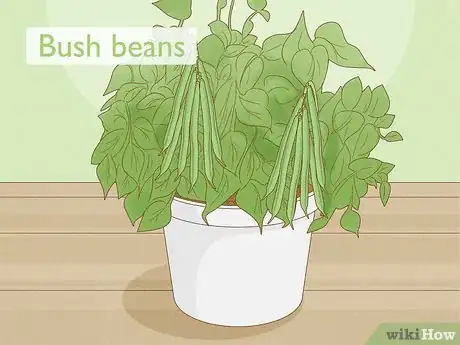 Image titled Grow Green Beans Indoors Step 1