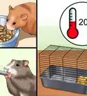 Cure Your Not Moving Hamster