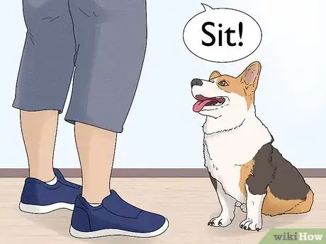 Image titled Identify a Pembroke Welsh Corgi Step 9