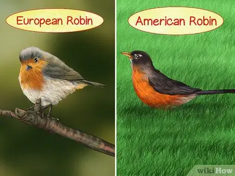 Image titled Tell a Male Robin from a Female Robin Step 5