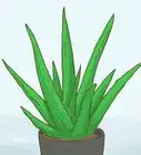Treat a Sore Throat With Aloe
