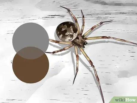 Image titled Identify a Cobweb Spider Step 4