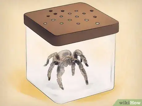 Image titled Keep Spiders As Pets Step 4