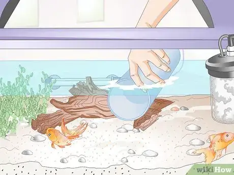 Image titled Introduce a Pleco to a Goldfish Tank Step 6