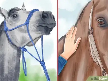 Image titled Get a Horse to Put Its Head Down Step 4